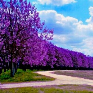 One 8-14”tall 1-2y old Paulownia Shan Tong Tree. Hybrid & one of a kind. 18’/y